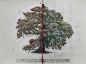 Reena Saini Kallat - Earth Families
